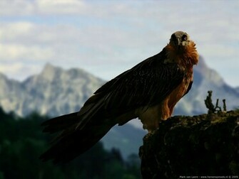 Wallpaper Bearded Vulture Gypaetus Barbatus In