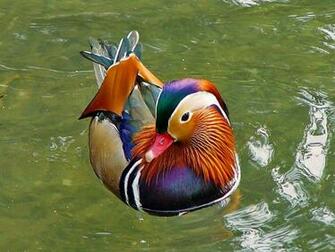 HD Wallpaper Duck