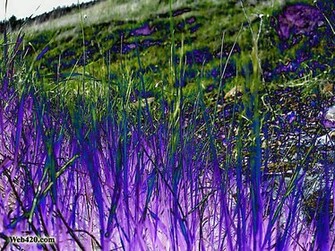 Art Category Psychedelic Nature Wallpaper Image Purple And Green