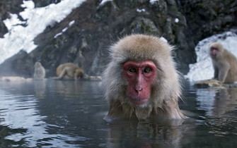 Japanese Macaque Wallpaper X Net