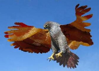 Bacon Hawk Hawks HD Wallpaper General