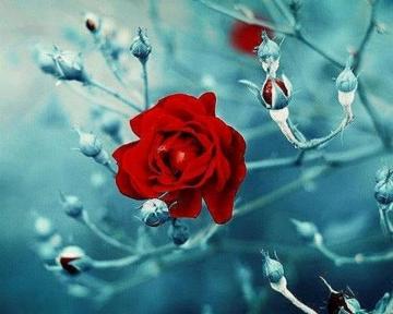 Winter Flowers Wallpaper HD Net