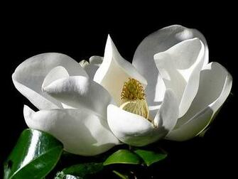 Magnolia Flower Pictures