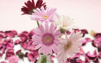 Wallpaper Gerbera Flowers