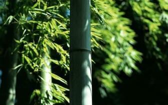 Hq Wallpaper Bamboo Forest High Definition Pictures