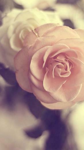 Pink Flower iPhone 5s Wallpaper iPad