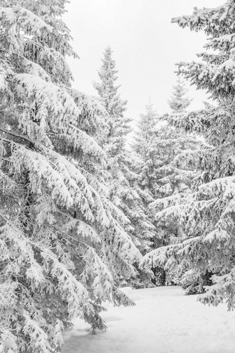 Winter Forest Print Printable Christmas Wall Art
