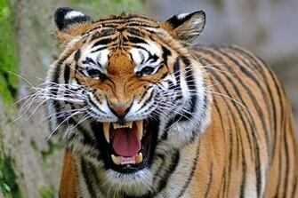 Information Tiger Wallpaper Desktop HD