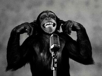 All Wallpaper Funny Monkey