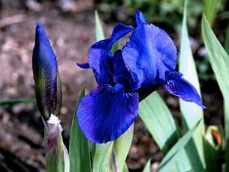 Desktop Background Animal Life Flowers Iris