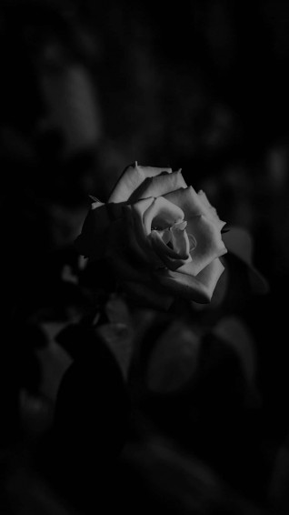 White Flower iPhone Wallpaper