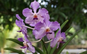 Orchid Wallpaper Beautiful Orchids In Widescreen