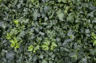English Ivy Is A Climbing Best Dogs Of Old Calligraphy