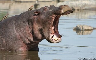 Hippopotamus Wallpaper Giant Hippos HD