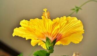 Flowers Everywhere Salvador Bahia Brasil Flower