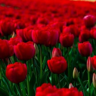 Description Rose Garden Wallpaper Desktop Background In