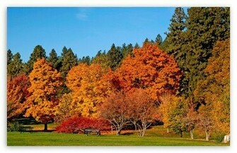 Wallpaper Black Pictures Background Autumn