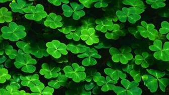 The Aesthetic Clover HD Wallpaper Girenn