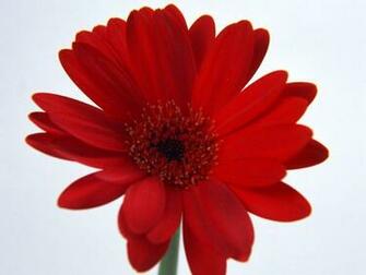 Single Flower Wallpaper