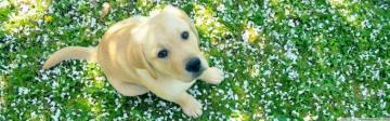 Dog And Spring Ultra HD Desktop Background Wallpaper For 4k UHD Tv