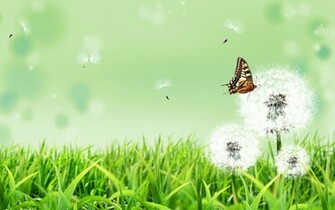 Butterfly On A Dandelion Wallpaper