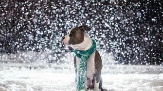 Dog And Snow Wallpaper