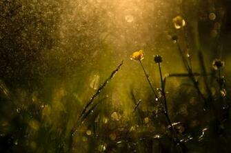 Sun Shower Pictures Image