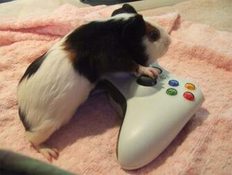 Nintendo Pig Guinea Pigs Photo