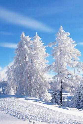 Snow Trees Wallpaper iPhone