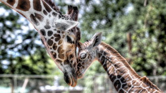 Cute Giraffe Wallpaper