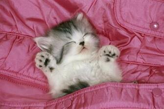 Cute Cats Wallpaper HD