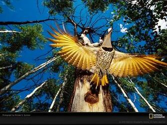 Life In Color Yellow National Geographic Wallpaper