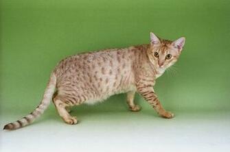 Ocicat Wallpaper High Quality