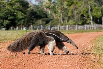 All About Anteater Live Wallpaper For Android Videos Screenshots