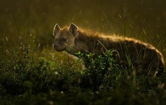 Wallpaper Hyena Face Close Up Animals