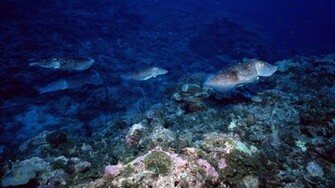 Deep Blue Underwater World Wallpaper