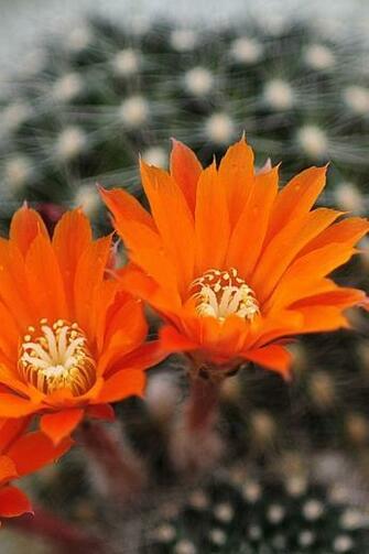 Cute Flower iPhone Wallpaper HD Apple