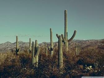 Saguaro National Park East Arizona 4k HD Desktop Wallpaper For