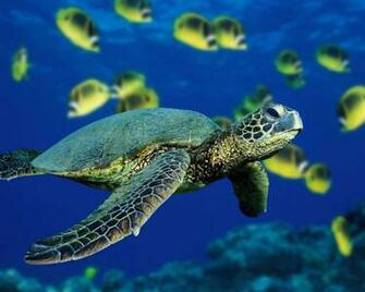 Under The Sea Paradise State Photo