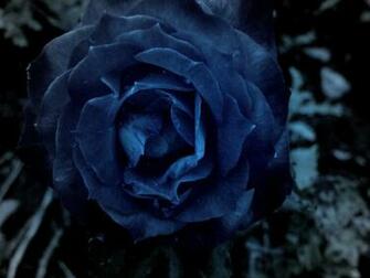 Ing Gallery For Dark Blue Roses Wallpaper