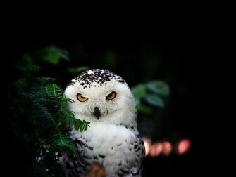 Animal Snowy Owl Wallpaper