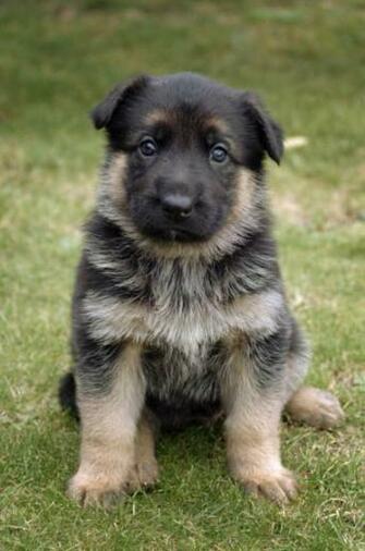 German Shepherd Puppies Pictures Online
