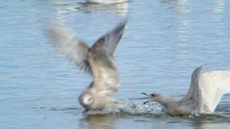 File Iceland Gull Carlyle Lake Illinois Jpg