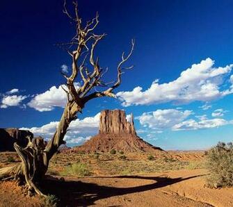 Landscapes Scenery Scenes Enviroments Tree Trunk Desert Arizona