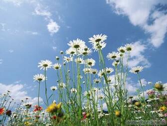Daisy Flower Desktop Wallpaper Pc