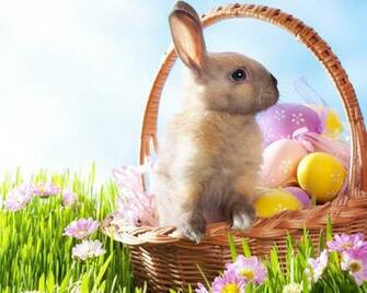 Easter Bunny Wallpaper