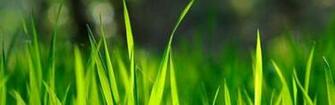 Spring iPhone Wallpaper