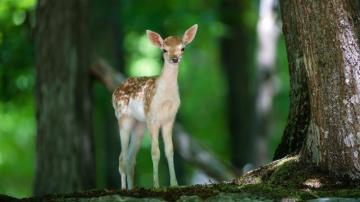 Cute S Nature Beautiful Lonely Animals