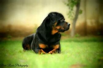 Rottweiler Wallpaper HD