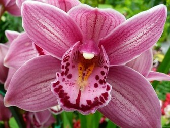 Widescreen Wallpaper Purple Orchid Flower X Kb Jpeg